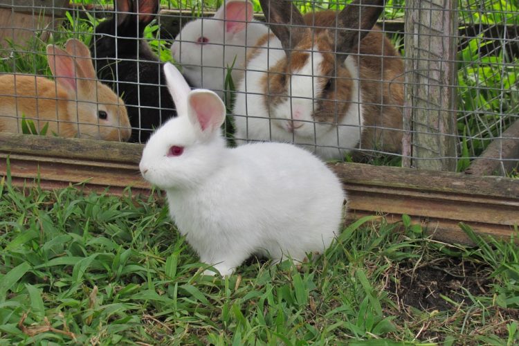 Installer un clapier pour lapin dans le jardin : comment éviter les mauvaises odeurs ?