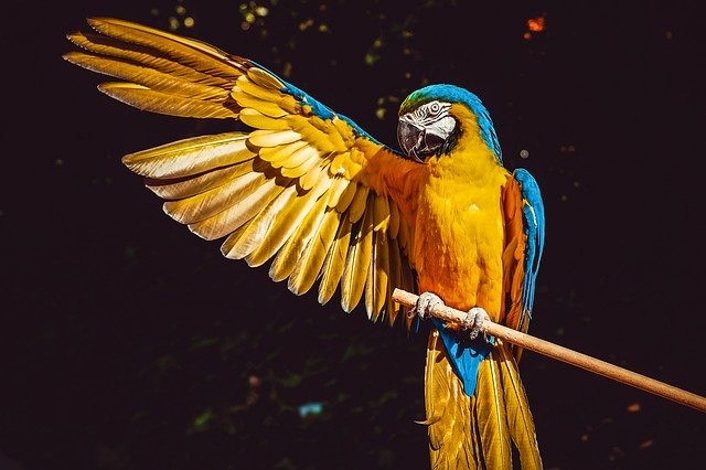 Est-ce qu’un perroquet peut vraiment apprendre à parler ?