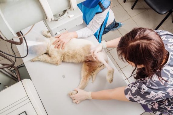 Comment se déroule l’insémination artificielle canine ?