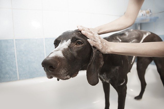 À quelle fréquence laver son chien ?