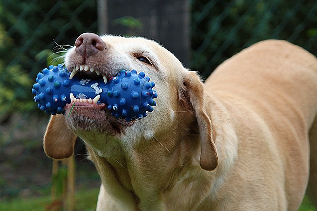 Comment prévenir les problèmes dentaires chez les chiens ?