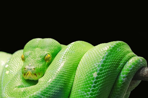 Serpent domestique : doit-on le nourrir de proies vivantes ?