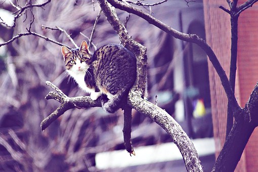 Conseils pratiques pour choisir un arbre à chat