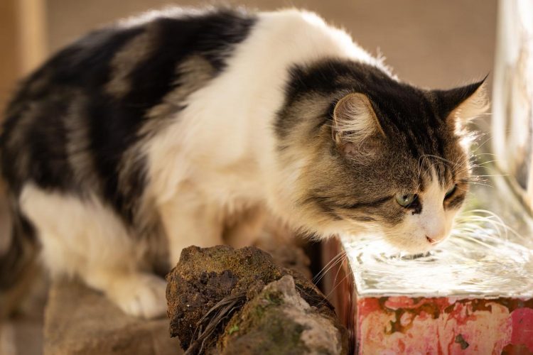 Guide d’achat d’une fontaine à eau pour chat