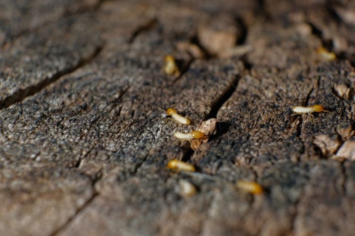 Guide anti-termites : protégez votre charpente efficacement